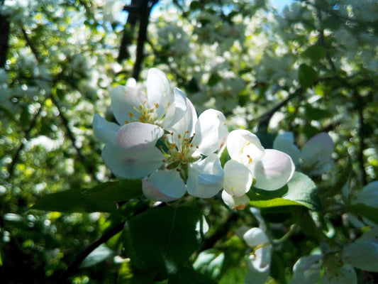 a bunch of white flowers that are on a tree