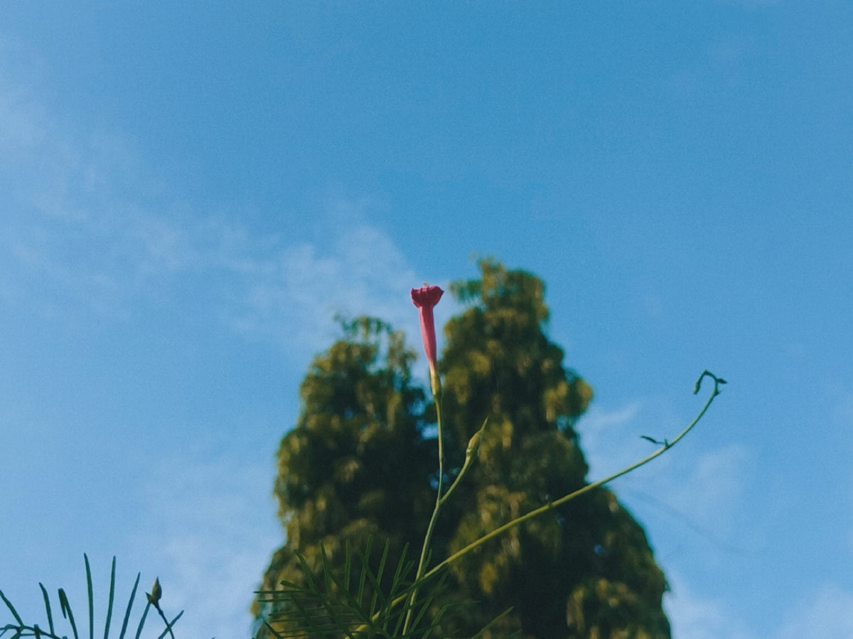a red flower is in the middle of a tree