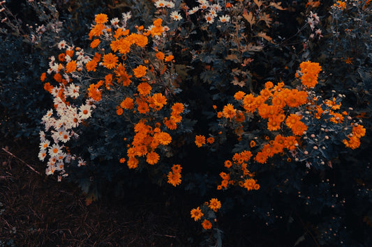 a bush with orange and white flowers on it