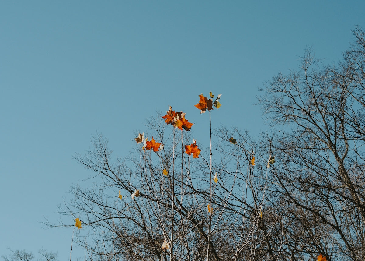 a group of leaves on a tree with a blue sky in the background