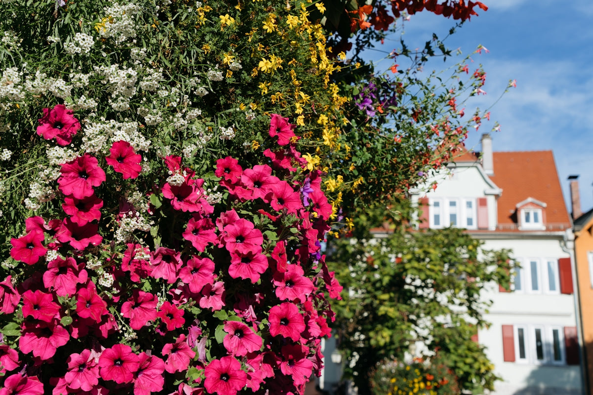 a bunch of flowers that are next to a building