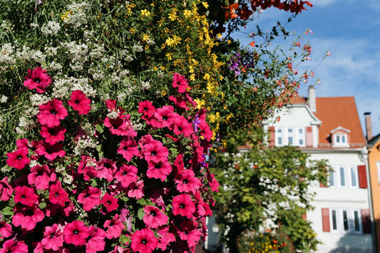 a bunch of flowers that are next to a building