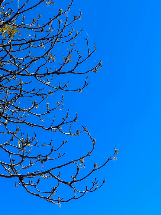 a tree with no leaves and a blue sky in the background
