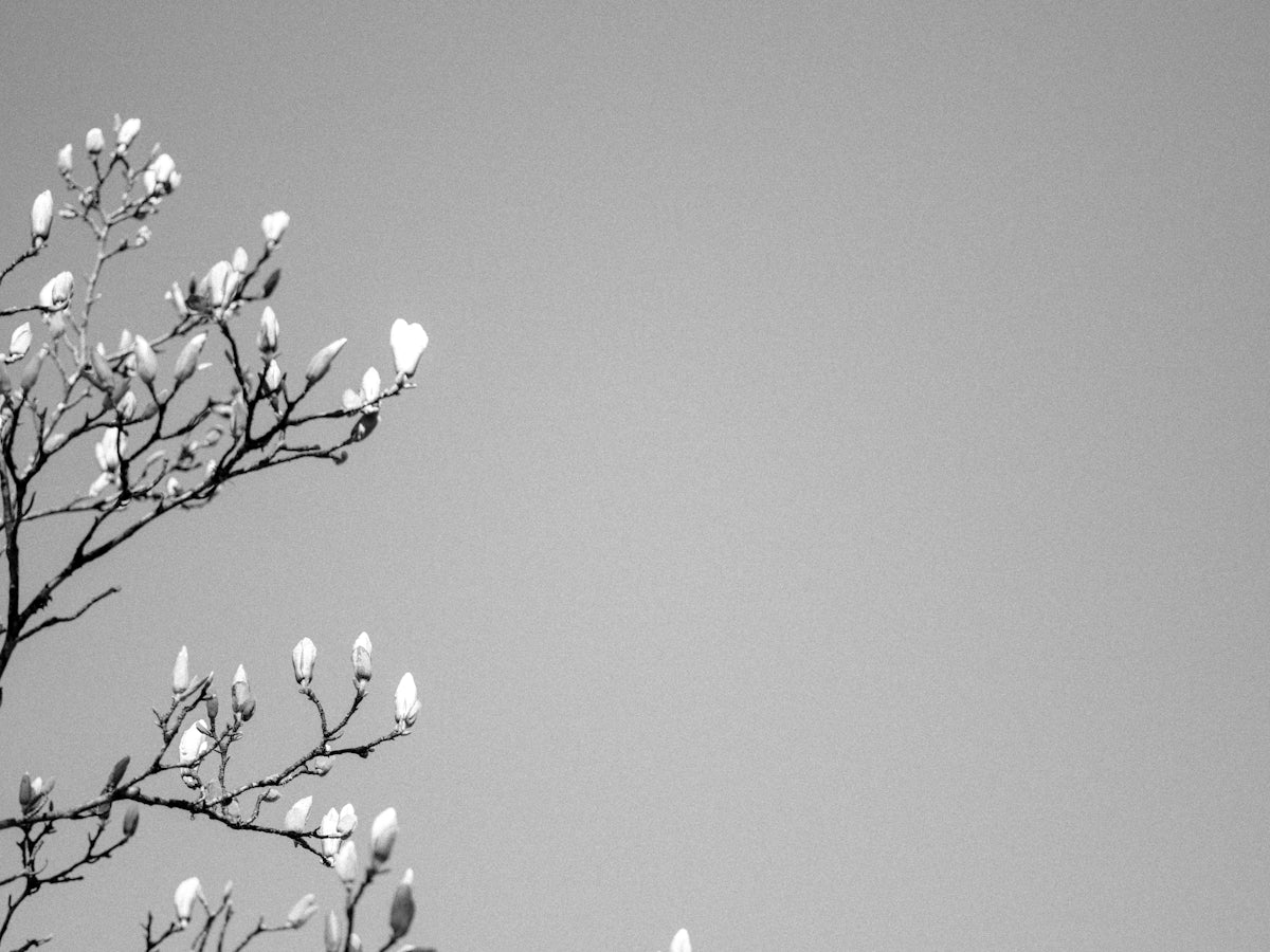a black and white photo of a tree with leaves