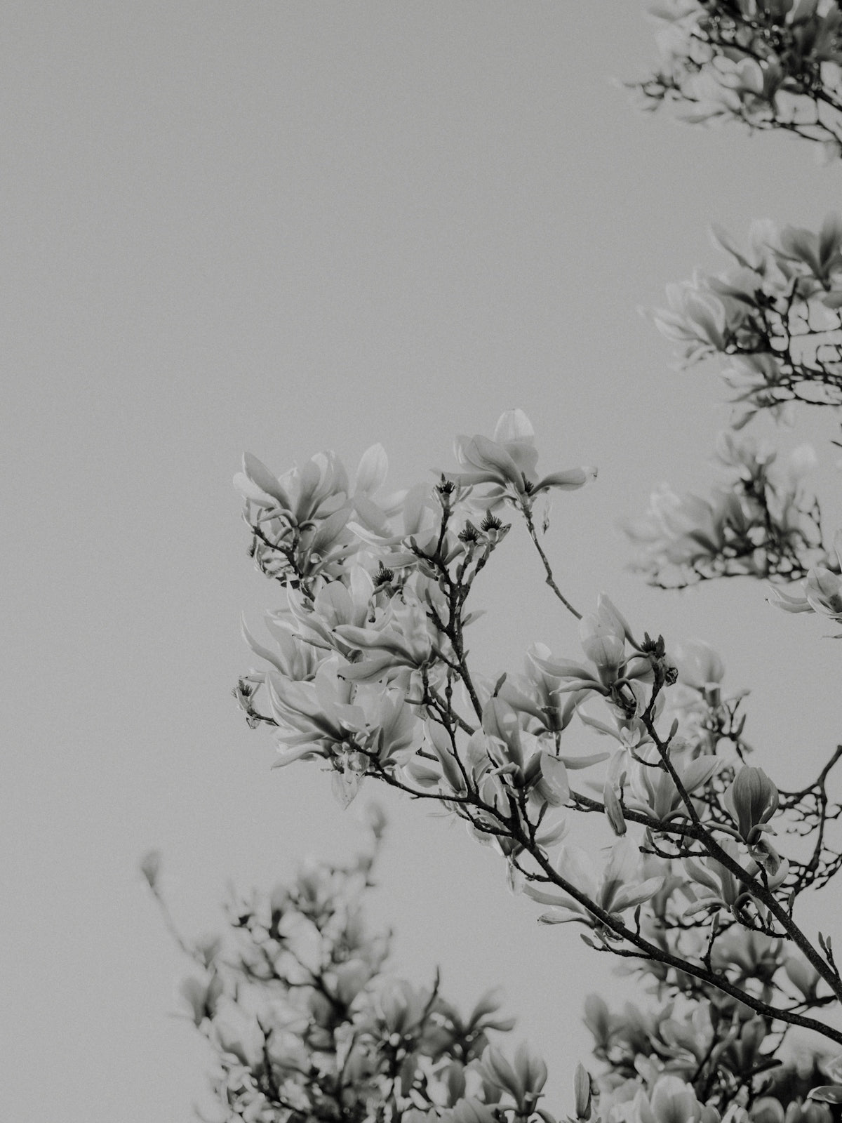 a black and white photo of a tree with white flowers