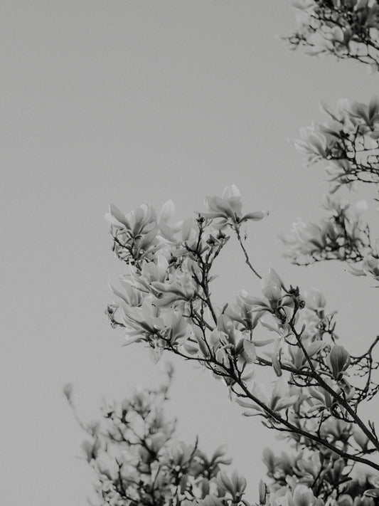 a black and white photo of a tree with white flowers