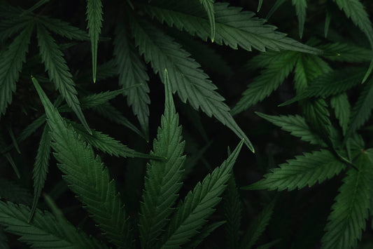 a close up of a bunch of green leaves