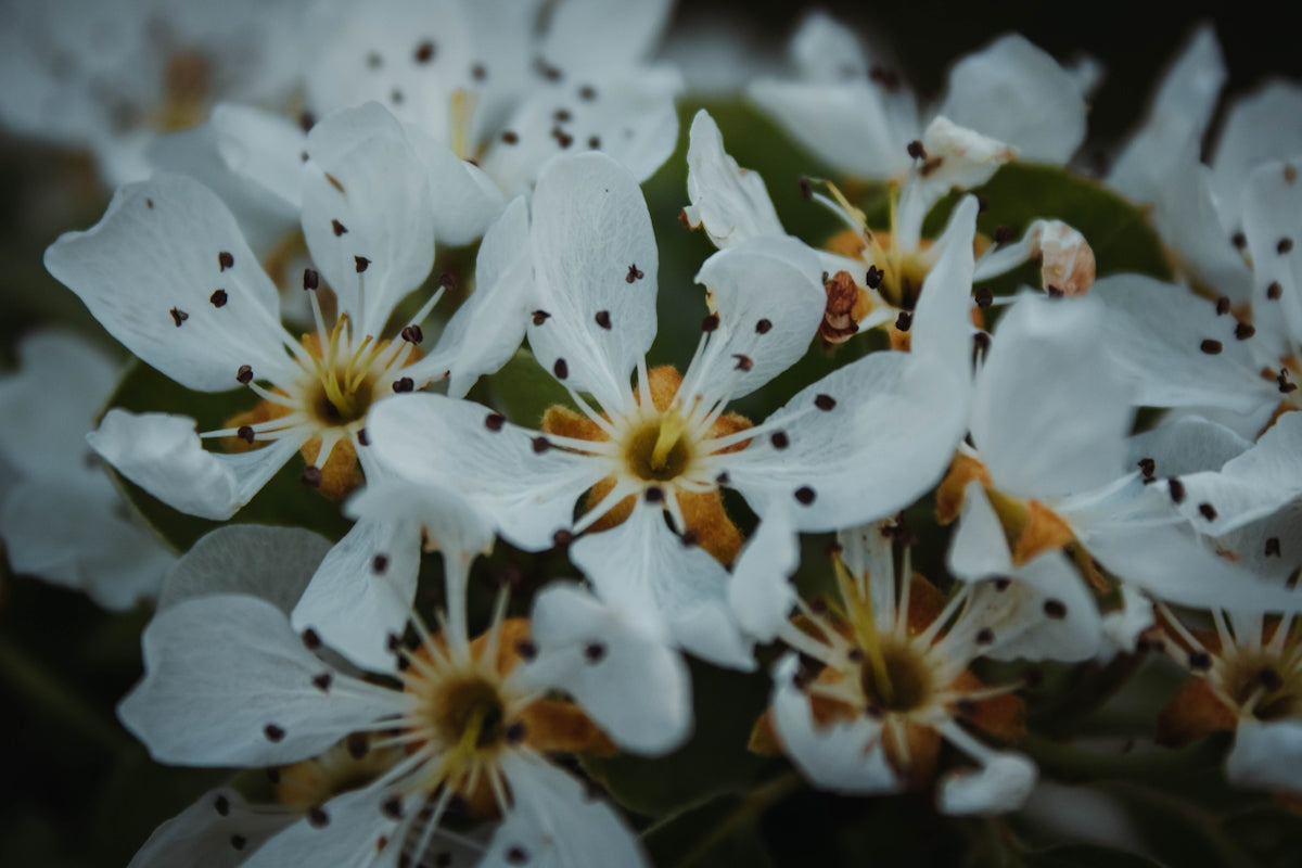 a bunch of white flowers that are blooming