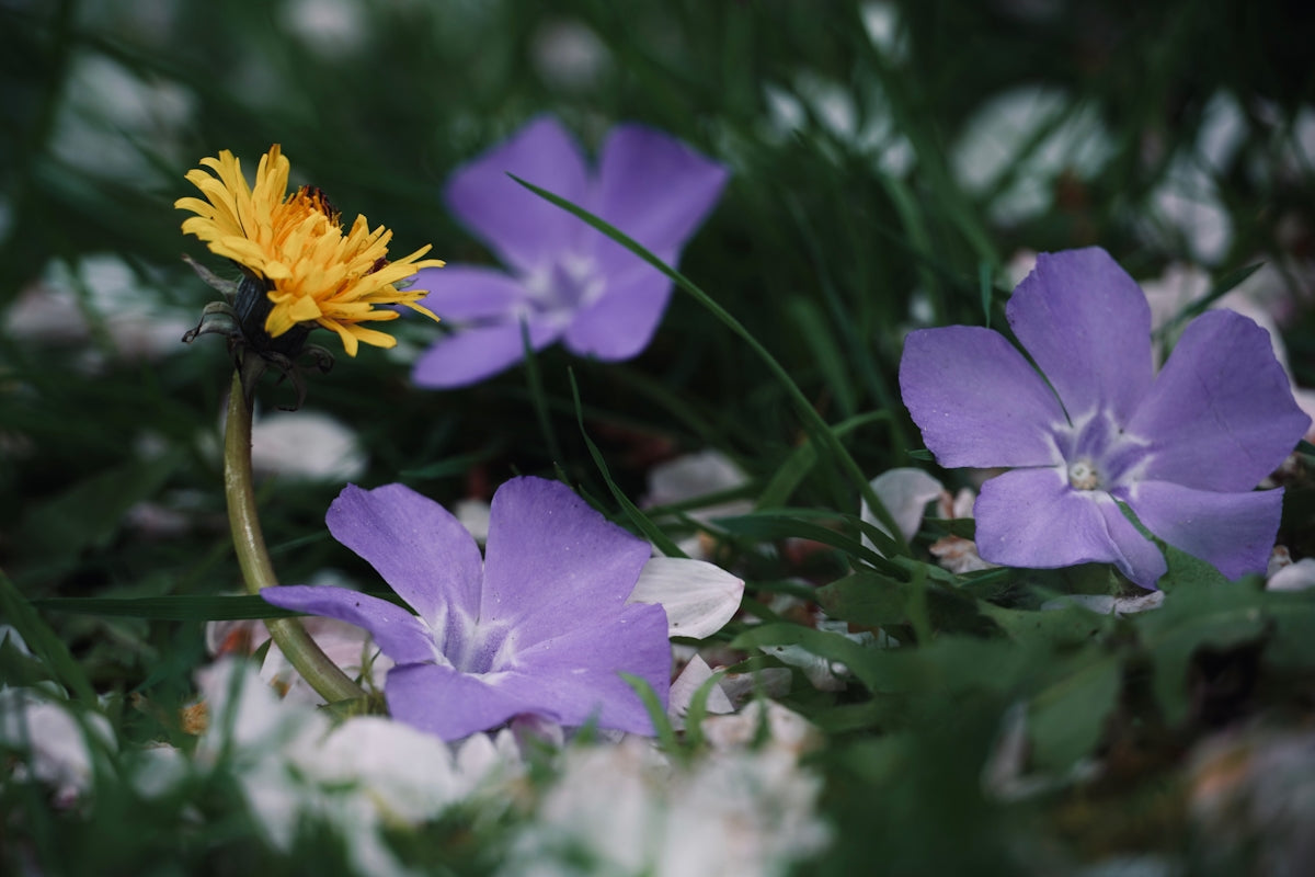 a group of purple and yellow flowers in the grass