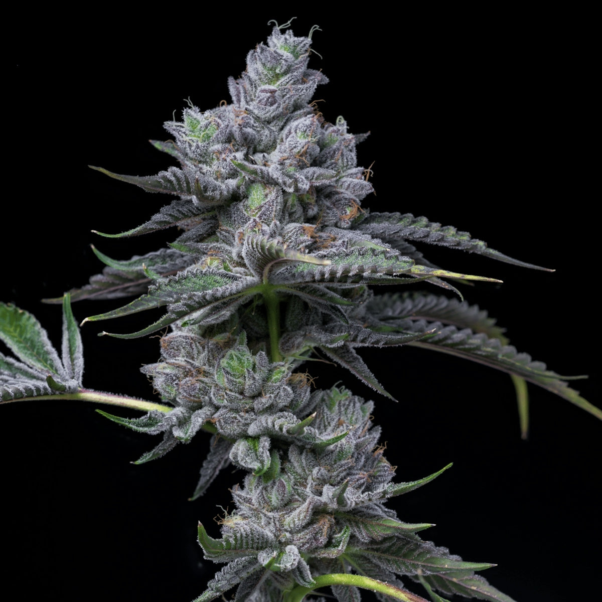 a close up of a plant on a black background