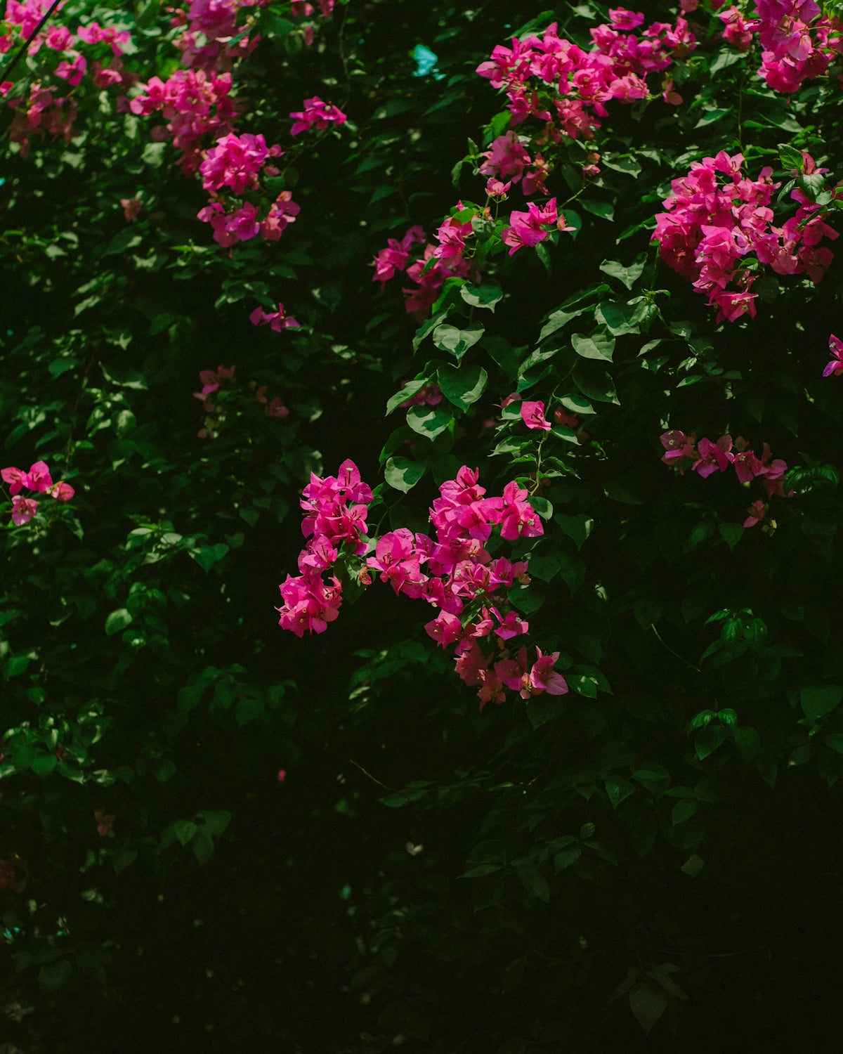 a bunch of pink flowers that are in a bush