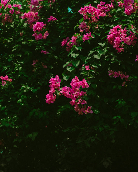 a bunch of pink flowers that are in a bush