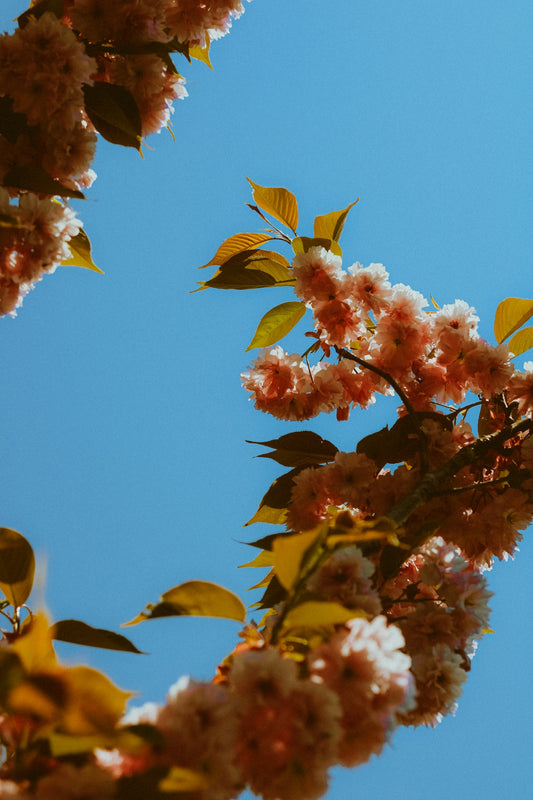 a bird is sitting on a branch of a tree