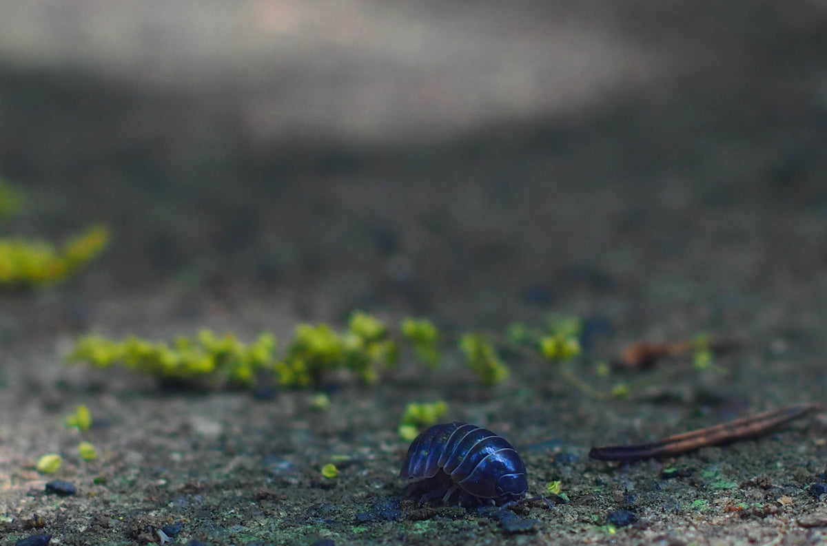 a bug crawling on the ground next to a plant