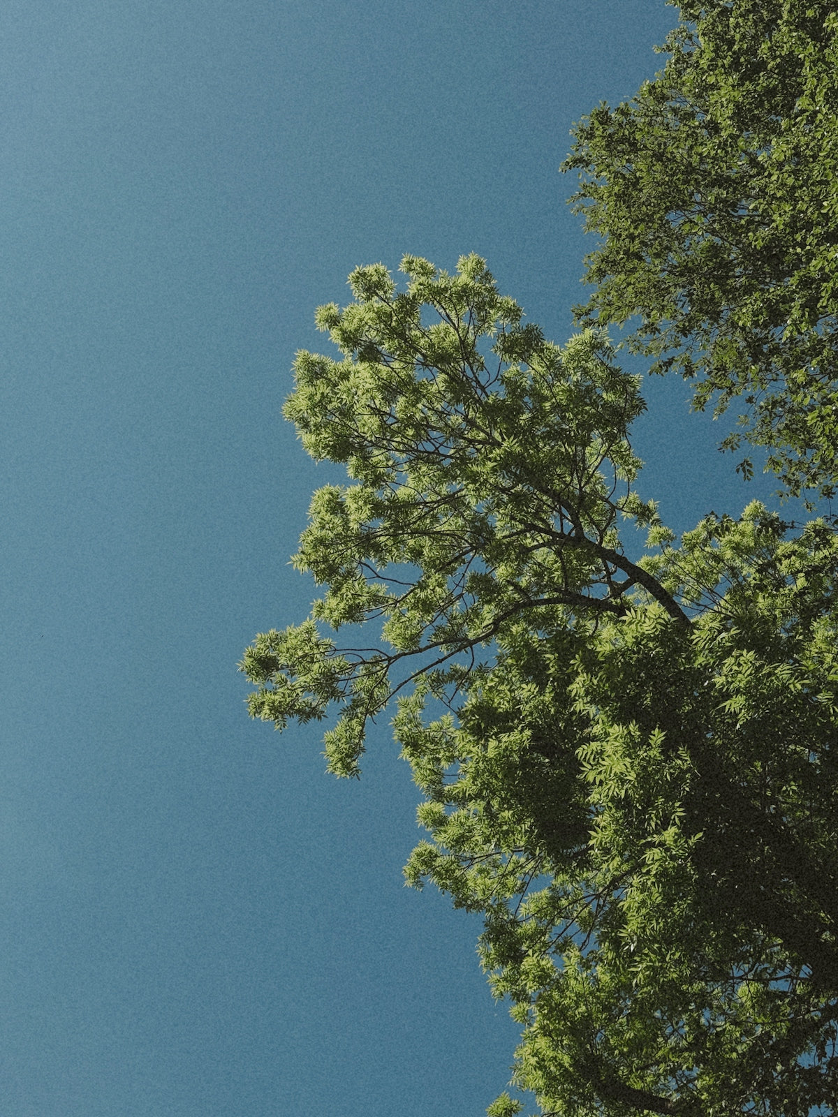 a tall green tree sitting under a blue sky