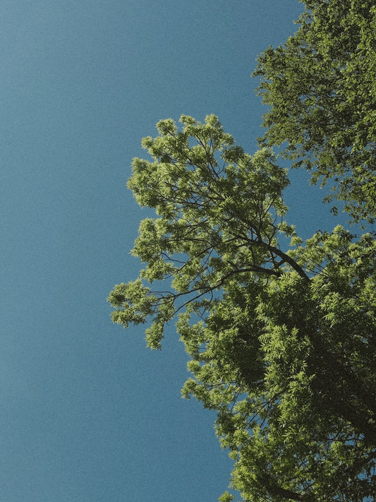 a tall green tree sitting under a blue sky