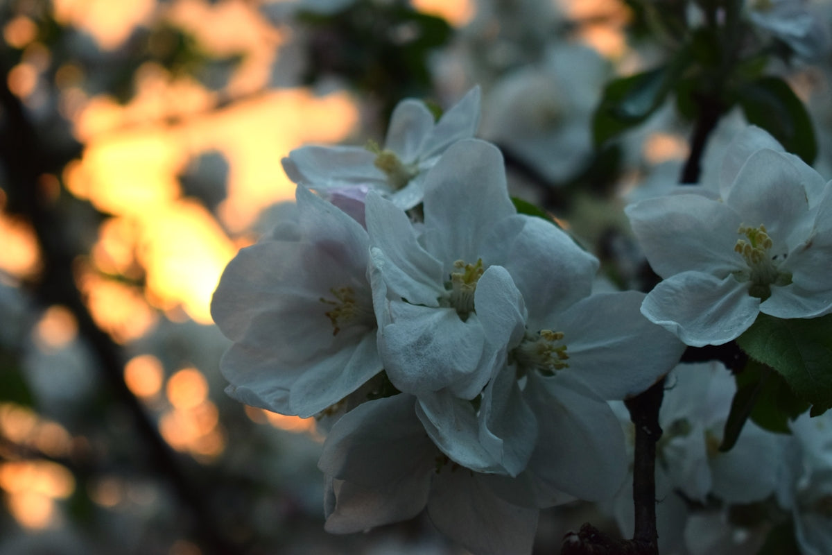 a bunch of white flowers that are on a tree