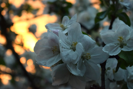 a bunch of white flowers that are on a tree