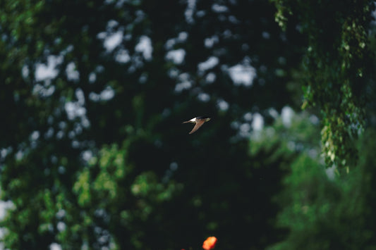 a bird flying over a lush green forest