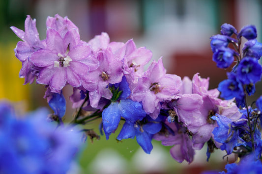A bunch of purple flowers that are in a vase