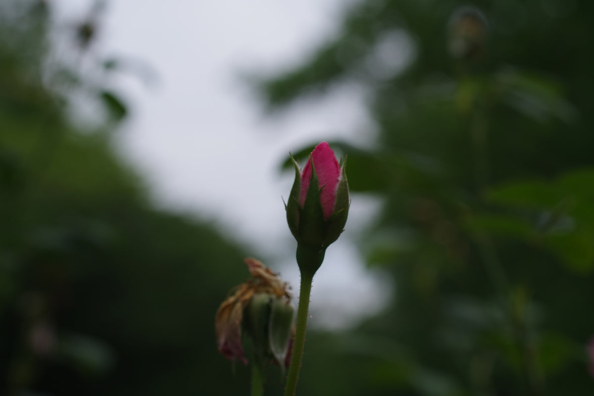 A single pink flower with a blurry background