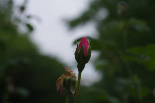 A single pink flower with a blurry background