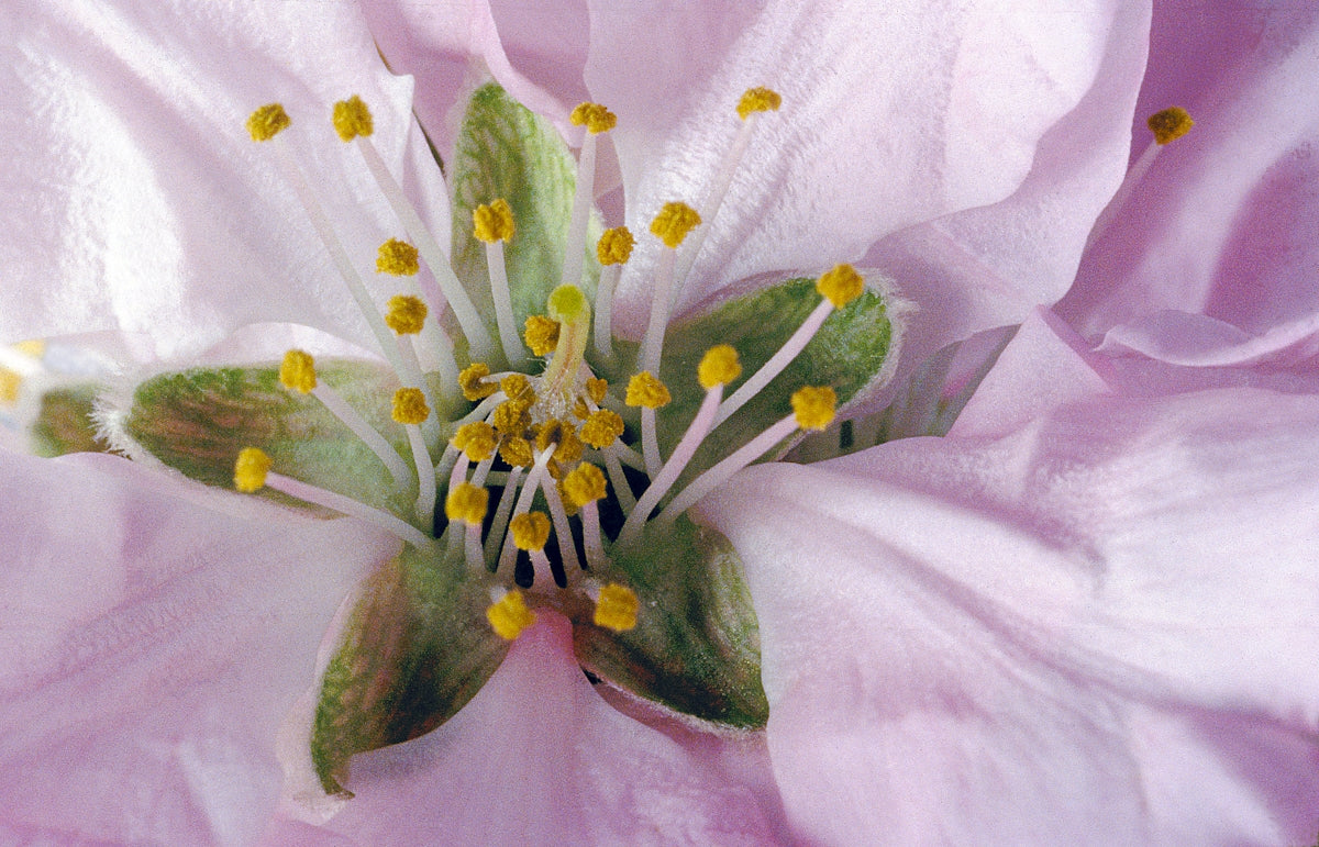 A close up of a pink flower with yellow stamen