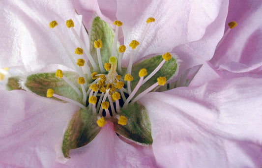 A close up of a pink flower with yellow stamen