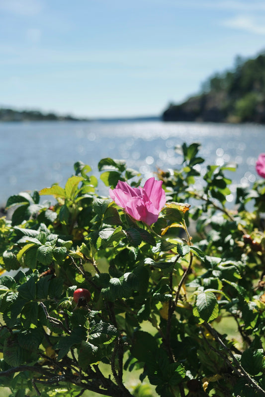 A bush with pink flowers next to a body of water