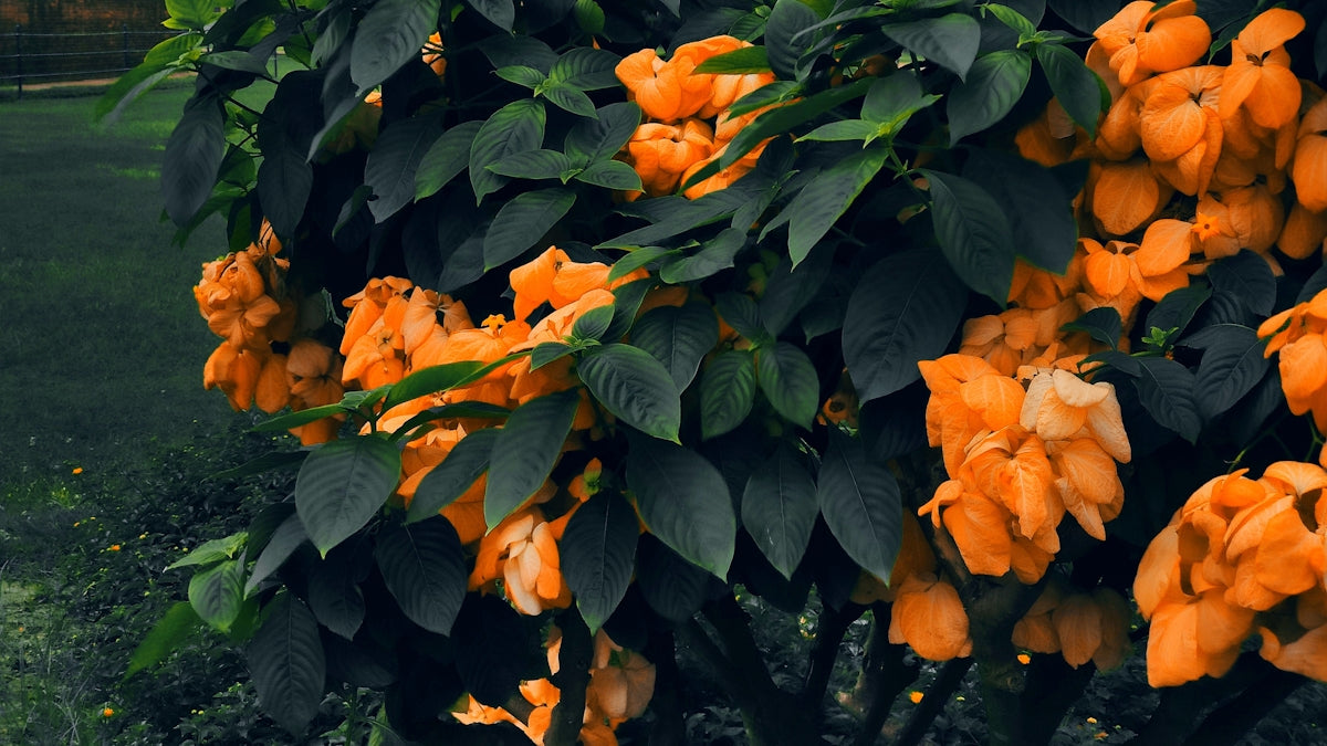 A tree with orange flowers in a park