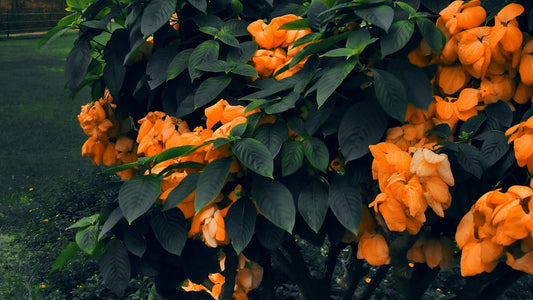 A tree with orange flowers in a park