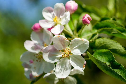 A close up of a flower on a tree branch