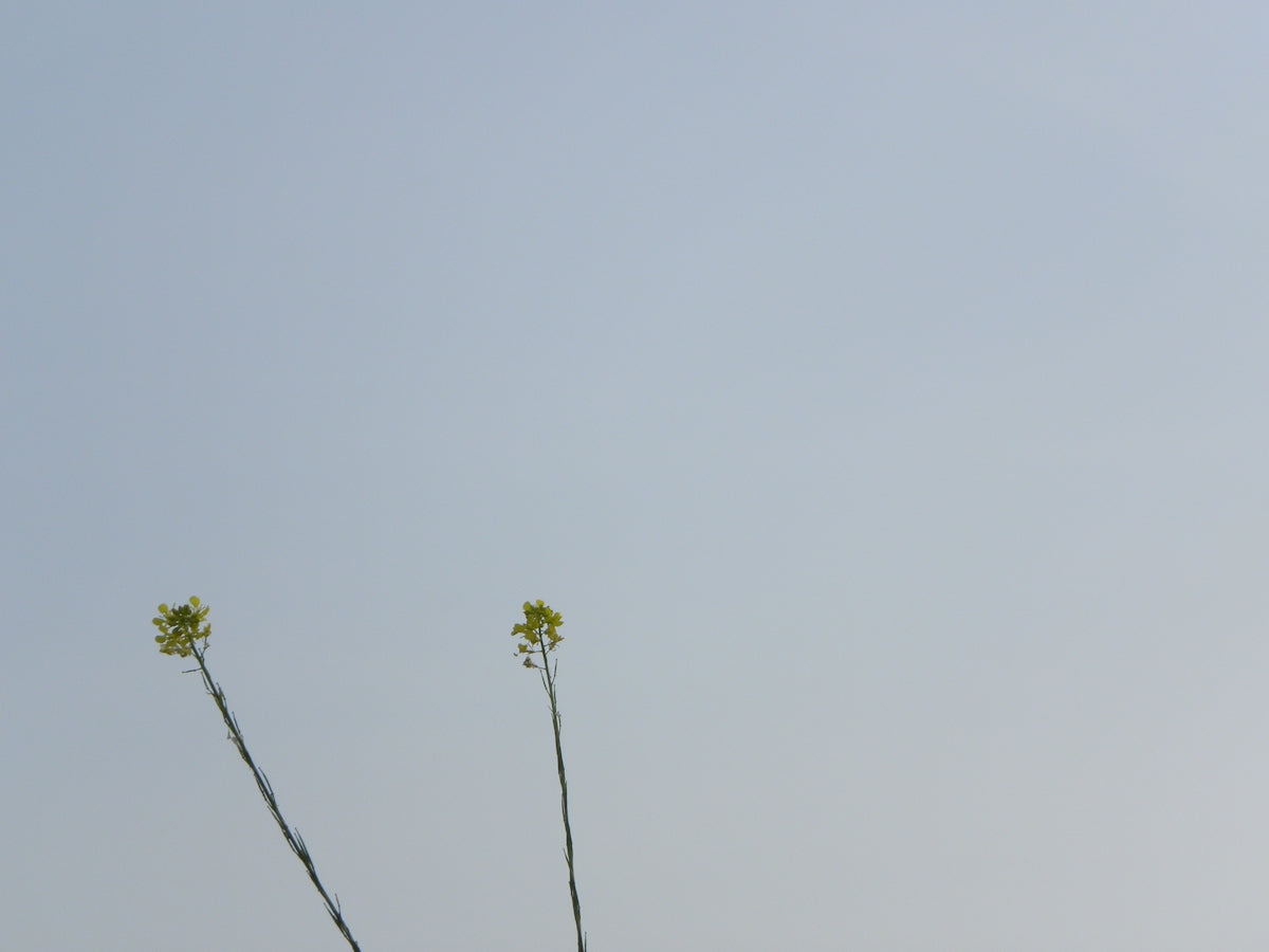 A group of people flying a kite in the sky