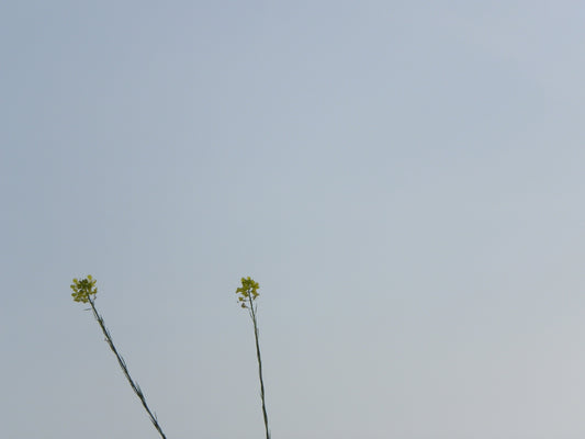 A group of people flying a kite in the sky