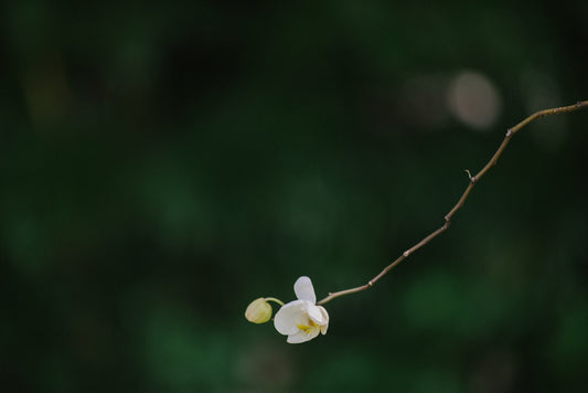 A small white flower on a tree branch
