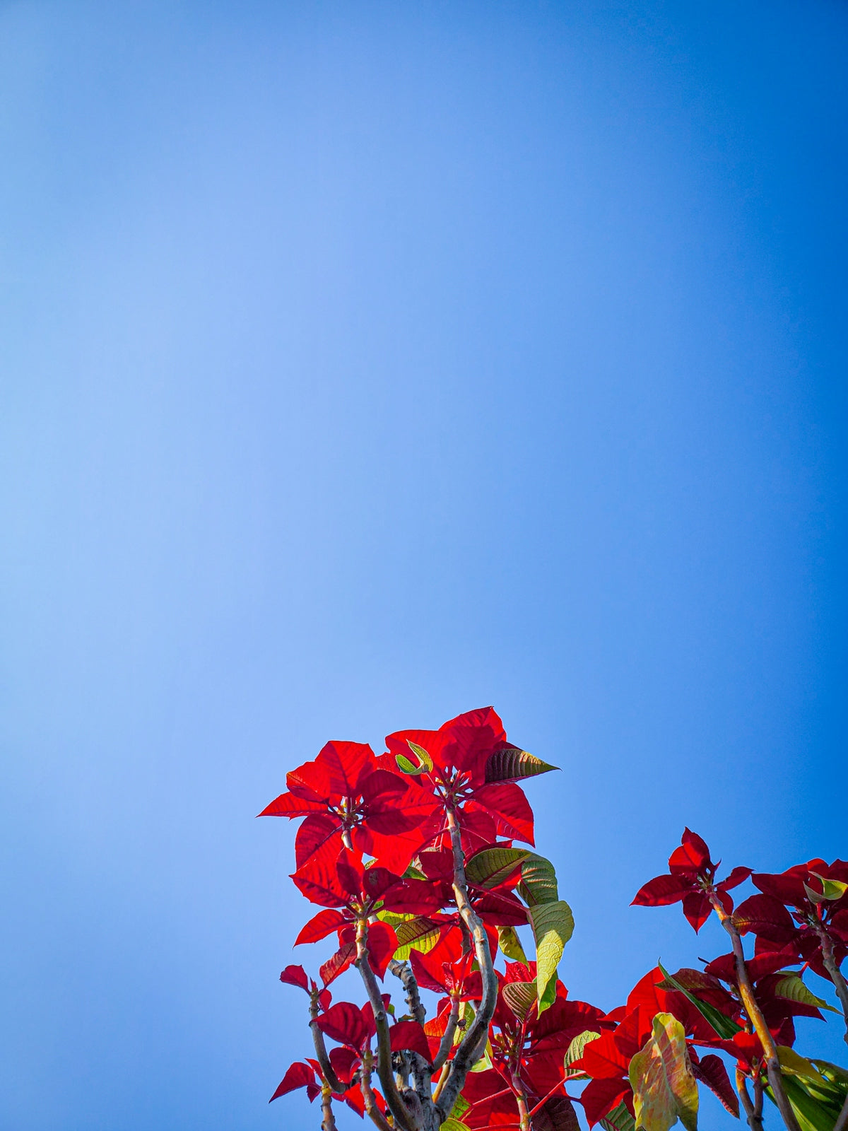 A red plant with green leaves against a blue sky