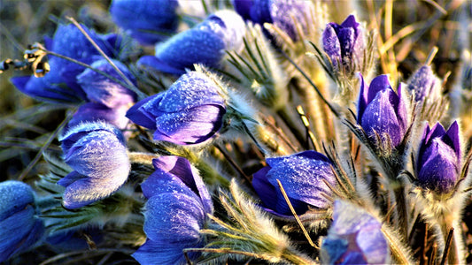 A bunch of blue flowers that are in the grass
