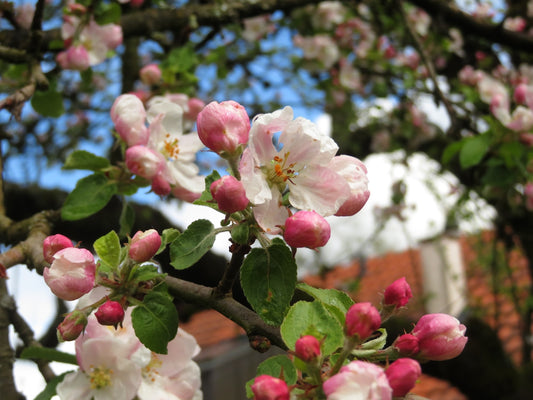 Apple blossoms bloom in the spring.
