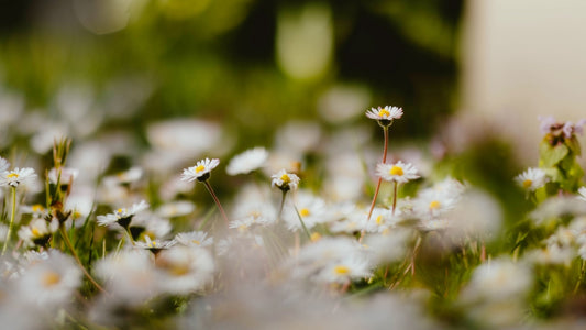 White daisies bloom amongst green foliage.