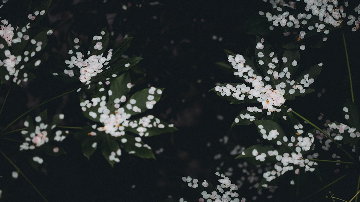 White flowers bloom in the dark.