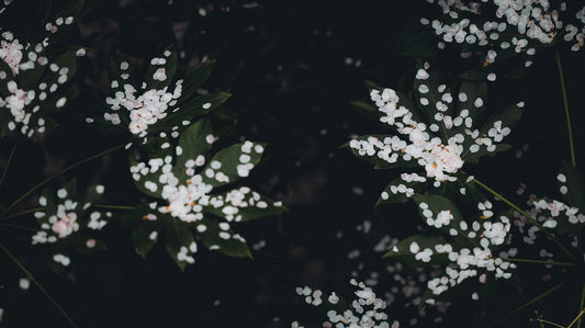 White flowers bloom in the dark.