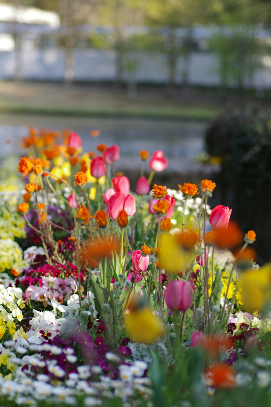 Vibrant flowers bloom beautifully in a sunny garden.