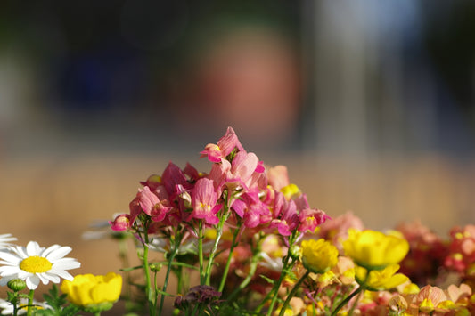 Pretty pink and yellow flowers bloom in the sun.