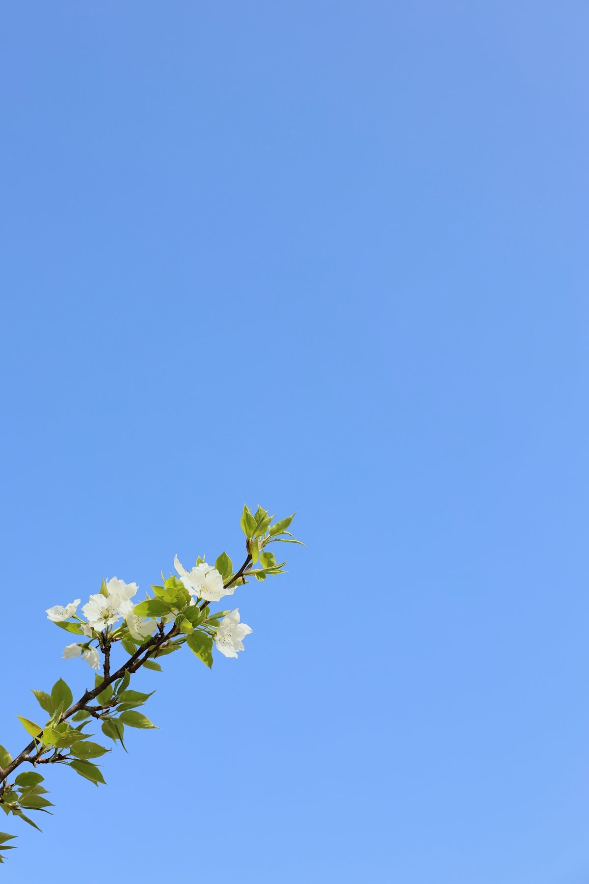 White flowers bloom against a bright blue sky.