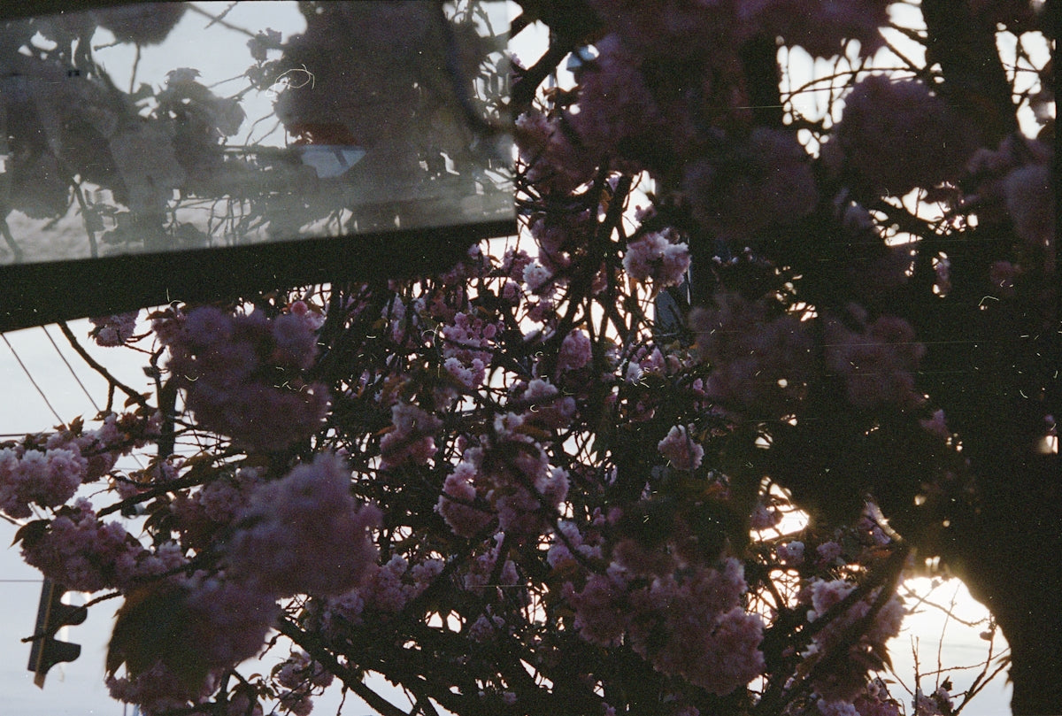 Pink cherry blossoms blooming in sunlight.