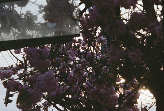 Pink cherry blossoms blooming in sunlight.