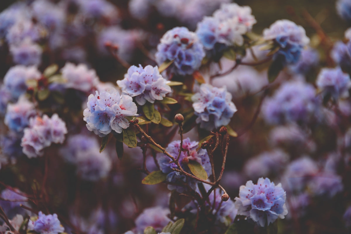 Beautiful, delicate flowers bloom in a muted purple hue.