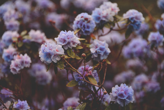 Beautiful, delicate flowers bloom in a muted purple hue.