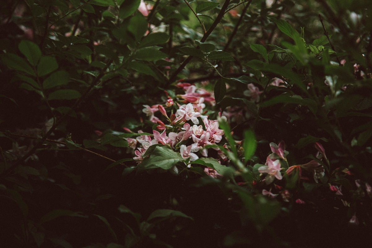 Pink flowers emerge from a lush green bush.