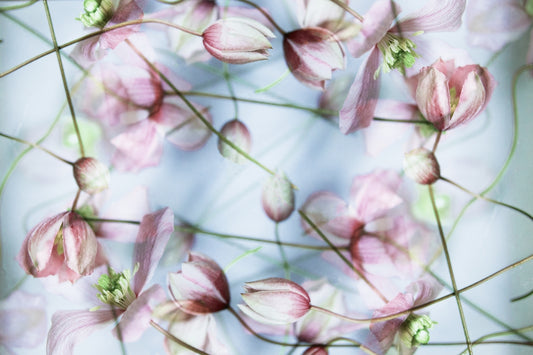 Pink flowers arranged symmetrically against a blue backdrop.